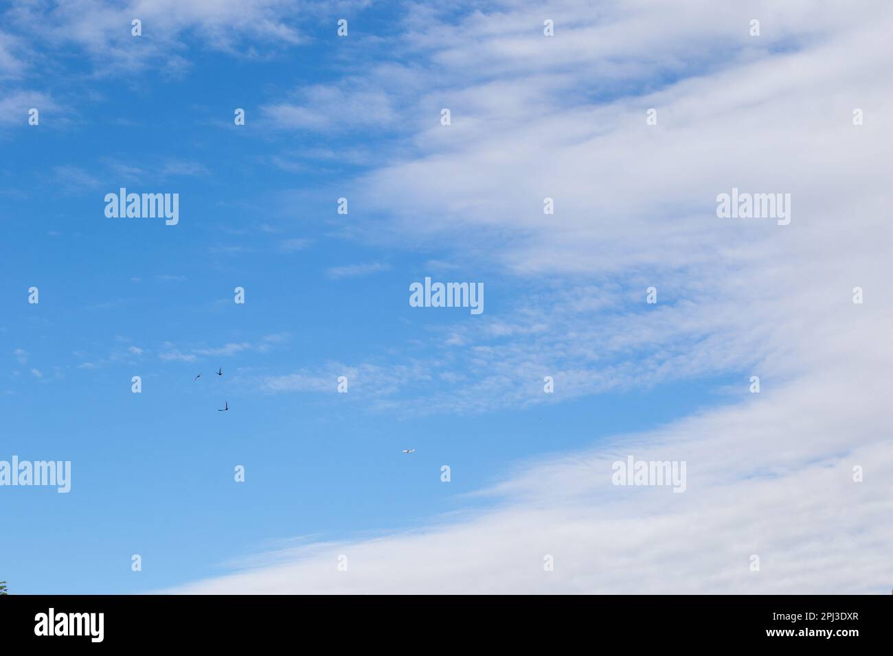 Tre rondini e un piccolo aereo volano nel cielo Foto Stock