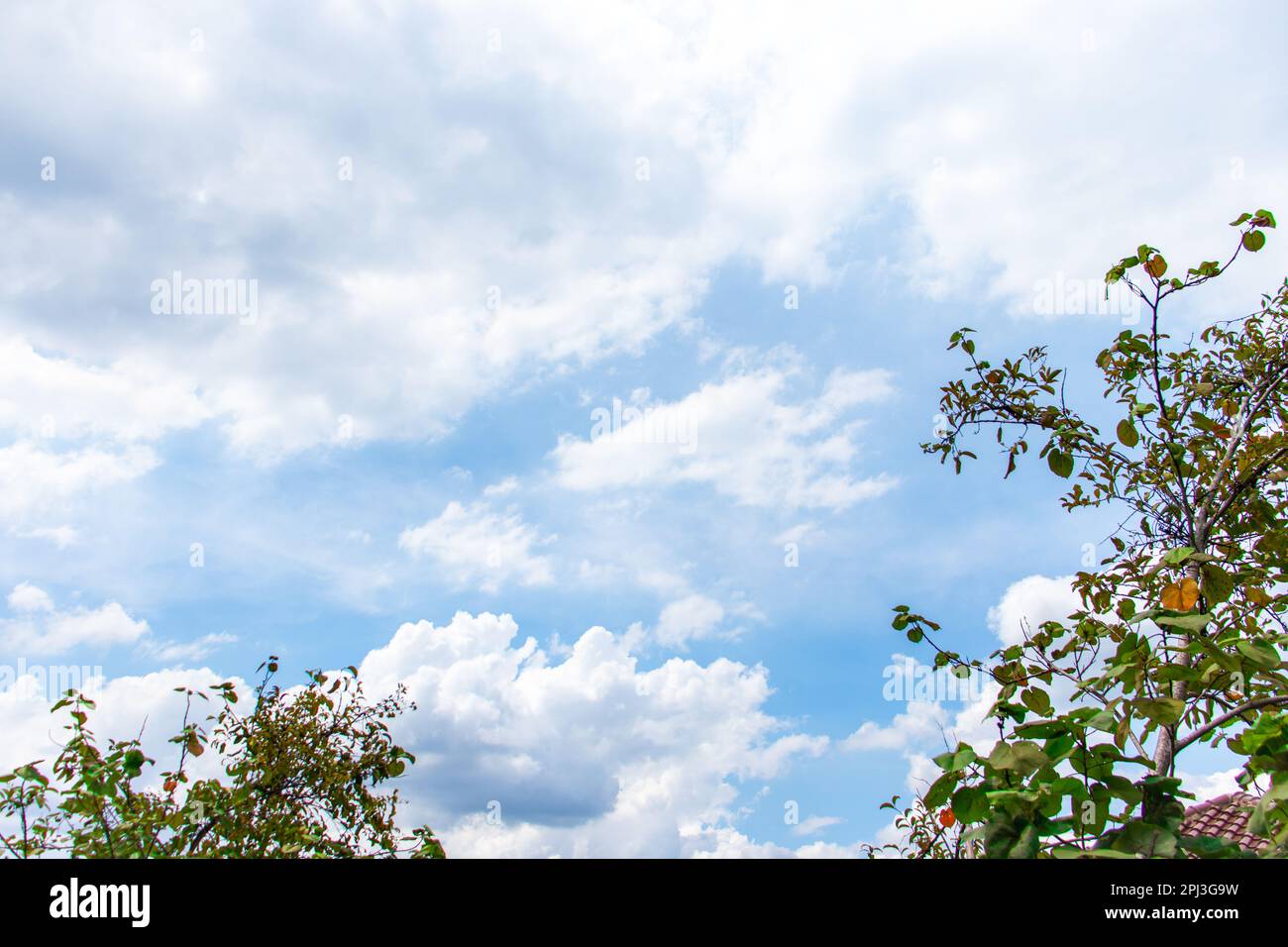 Un cielo blu con alberi in una giornata di sole, dopo alcune modifiche. Foto Stock
