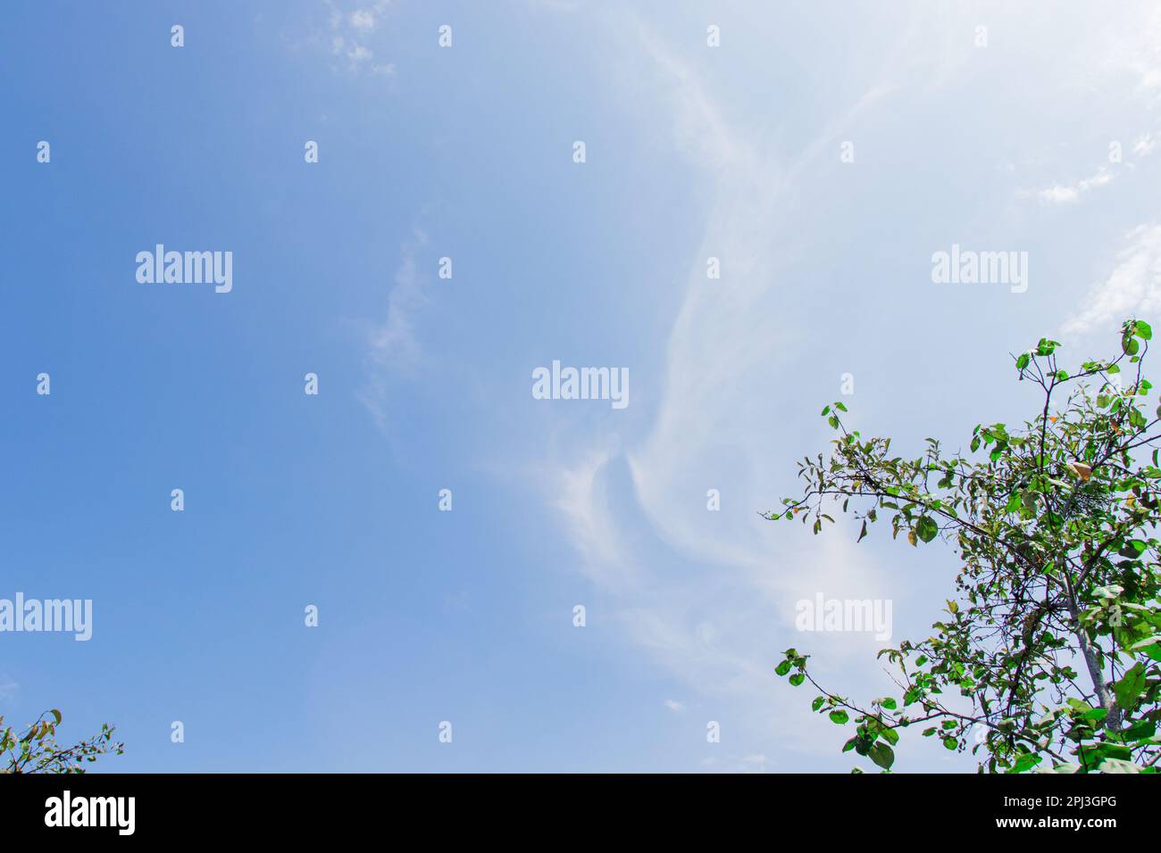 Un cielo blu con alberi in una giornata di sole, dopo alcune modifiche. Foto Stock