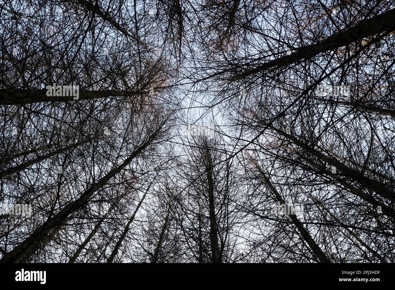 Cerca fino a una foresta Foto Stock