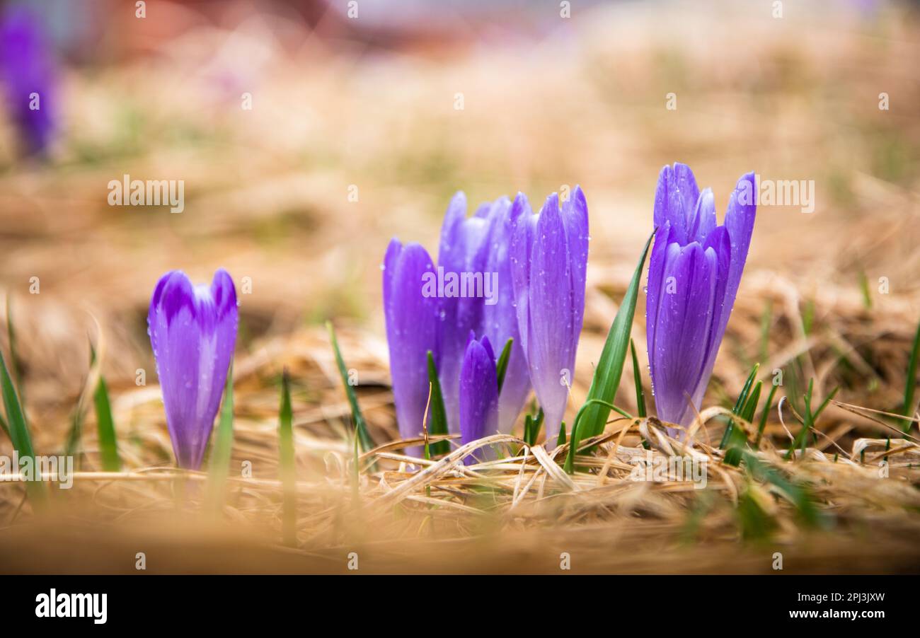 Bei cocus e freschi fili d'erba . Molla. Foto Stock