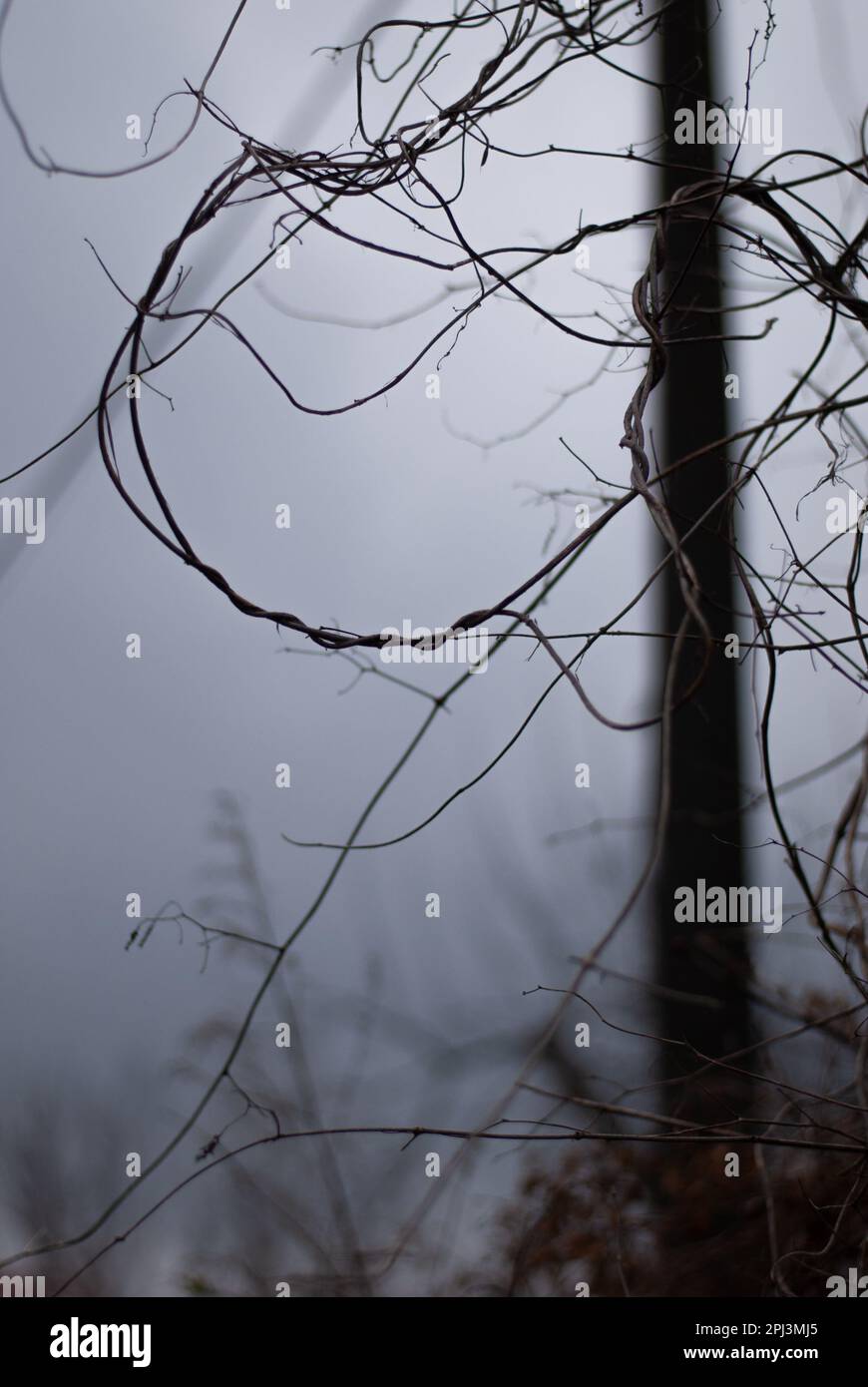 Vista su rami d'albero in tempo nuvoloso Foto Stock