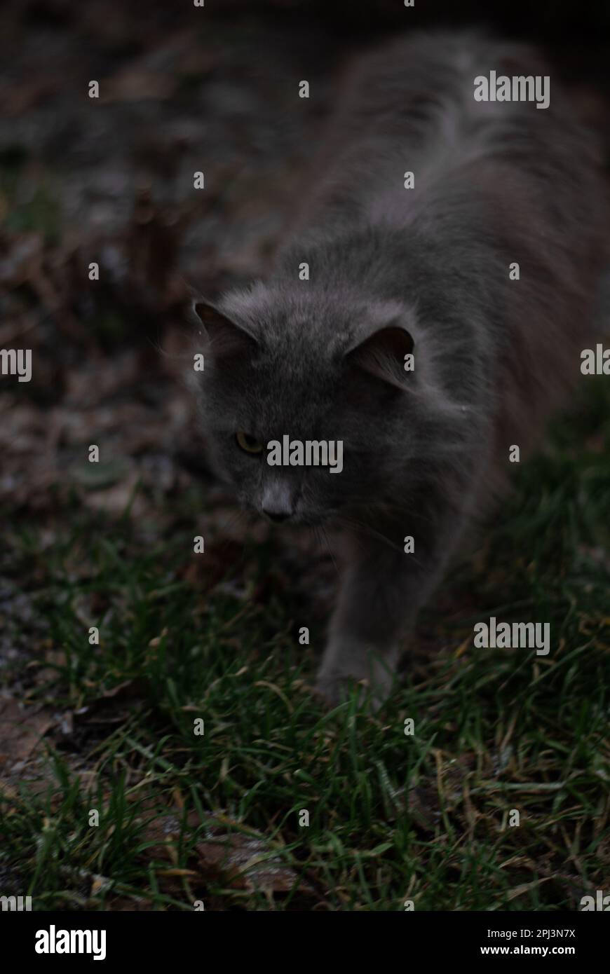 Vista sul gatto grigio nel giardino Foto Stock