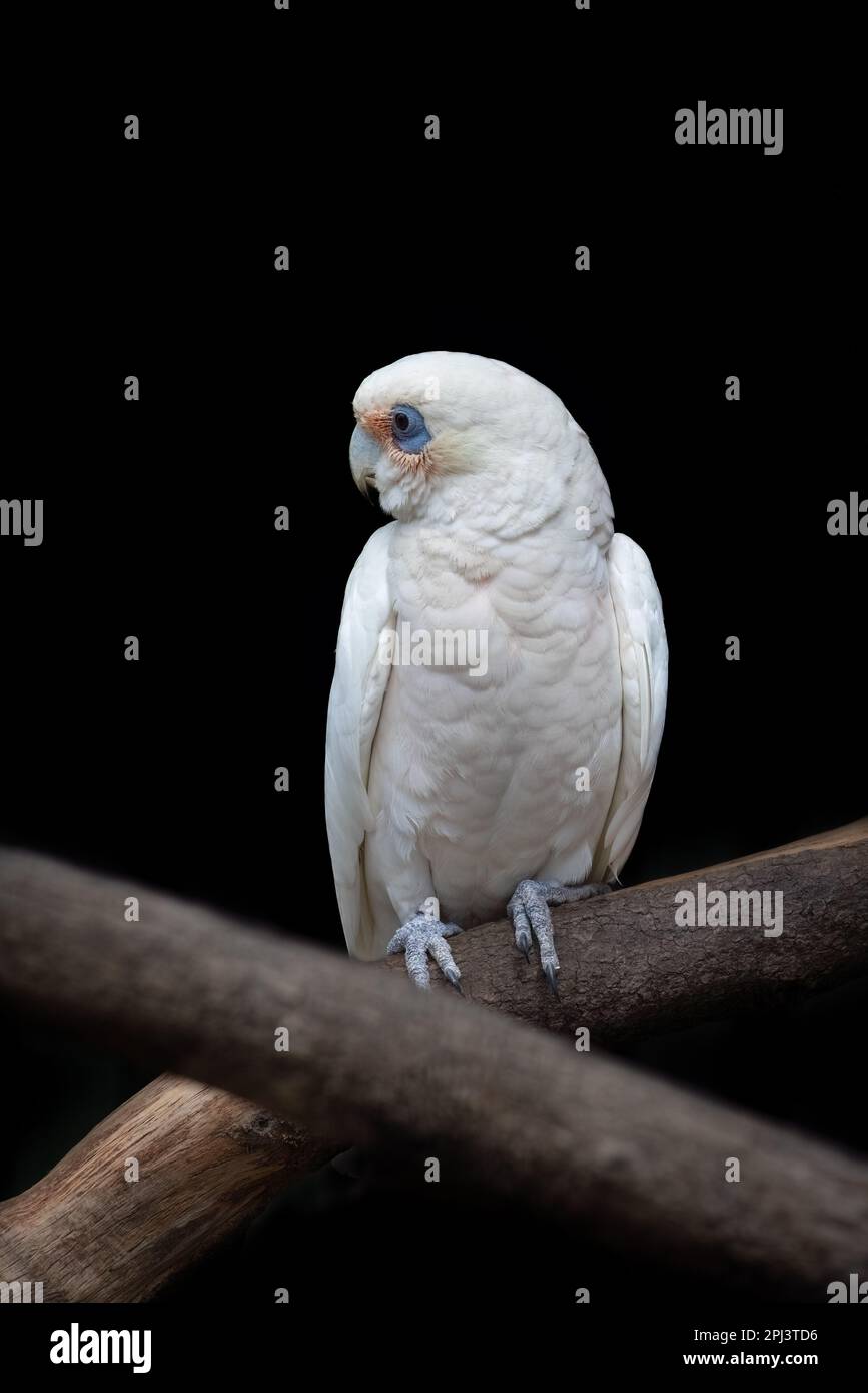 Un paio di corelle a lunga fattura, anche noto come una sottile corella a fattura, cacatua tenuirostris, su sfondo scuro. Questo è un uccello socievole. Foto Stock