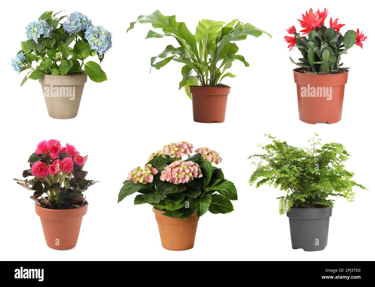 Hydrangea plants Immagini senza sfondo e Foto Stock ritagliate - Alamy
