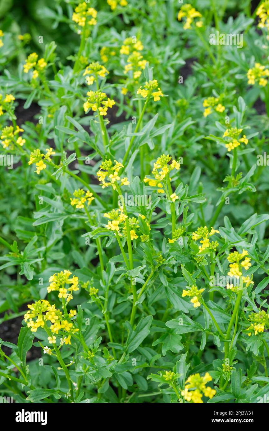 American Winter-cress, Barbarea verna, American Land Cress, insalata di piante, fiori gialli Foto Stock