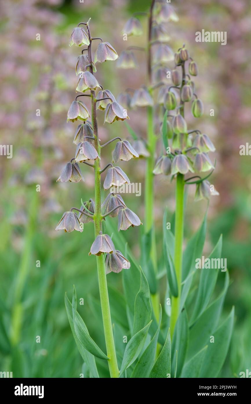 Fritillaria persica Green Dreams, bulboso perenne, fiori a forma di campana viola-marrone Foto Stock