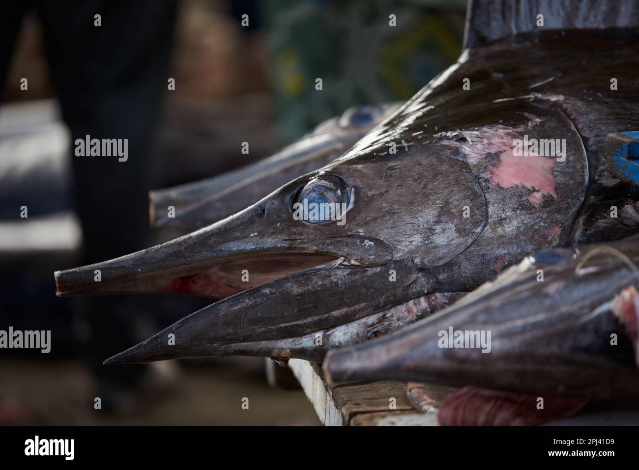 Primo piano di Giant Marlin, pesce spada al mercato dei frutti di mare Foto Stock