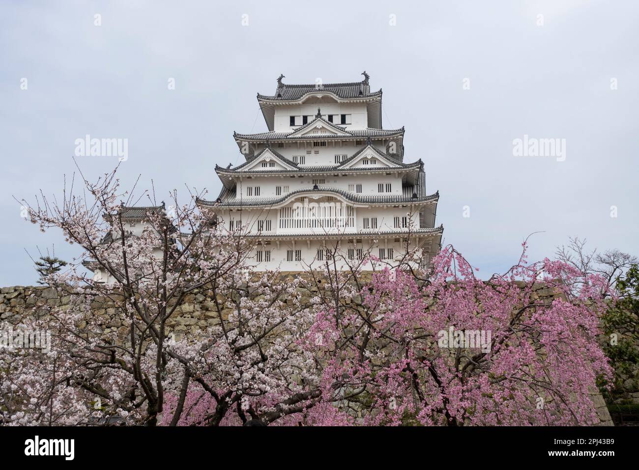 Vista esterna del Castello di Himeji nella stagione della fioritura dei ciliegi in Giappone Foto Stock