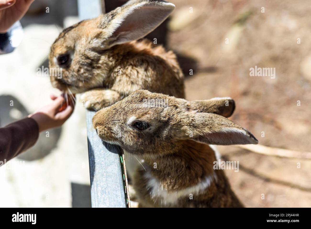 Due conigli Fiammingo Giant mangiare cibo da una mano di bambini Foto Stock