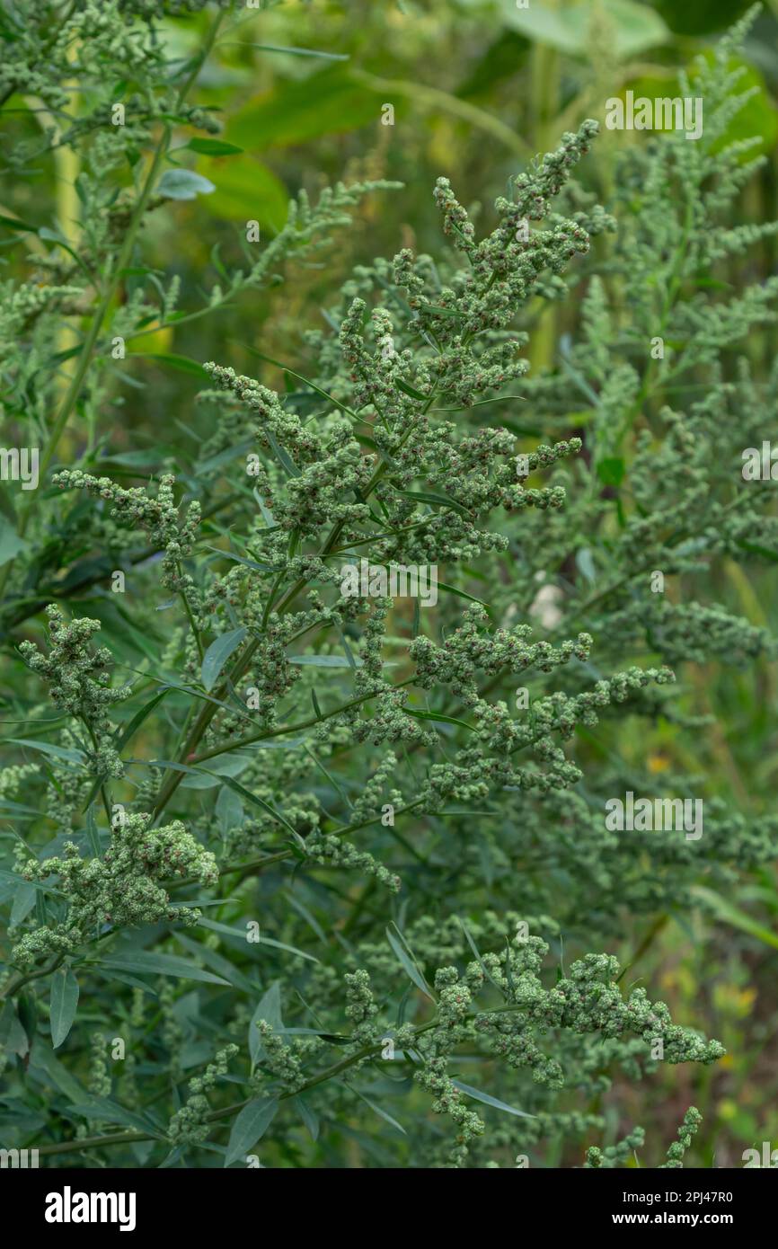 L'album Chenopodium è un tipo di album annuale grigio-verde erbaceo, coperto da piante grigiastre in polvere della famiglia delle Lobodacee. Foto Stock
