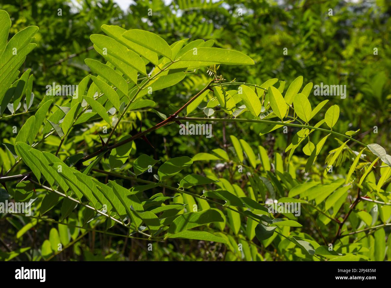 Acacia. Primo piano della pianta a foglia verde. Sfondo naturale. Sfondo verde. Foto Stock