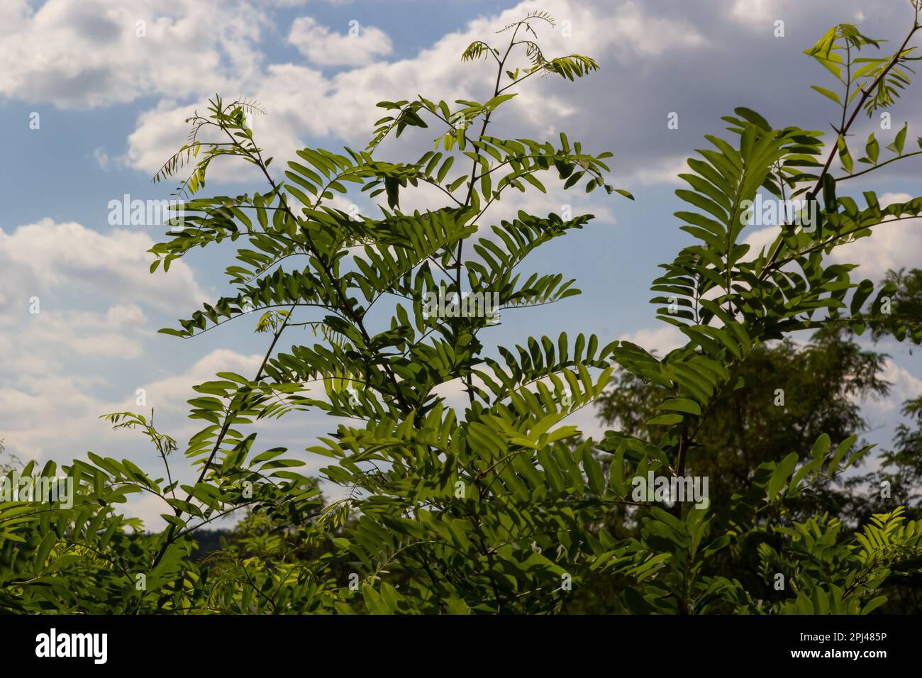 Acacia giapponese o albero di seta rosa della famiglia di Fabaceae. Delicate foglie verdi sul ramo di seta persiana Albizia julibrissin contro il backgro sfocato Foto Stock