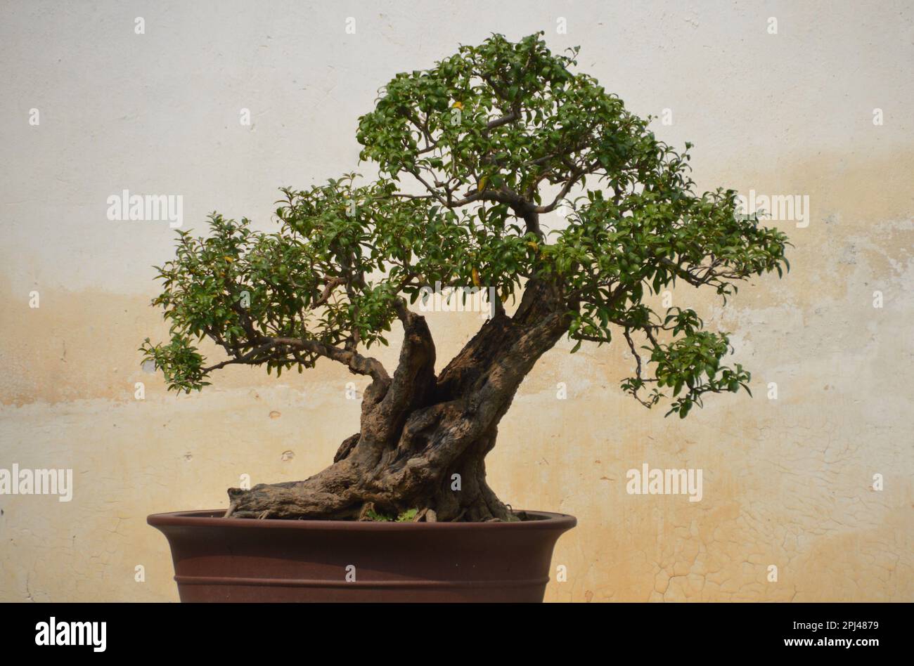 Repubblica popolare Cinese, Provincia di Jiangsu, Suzhou: Giardino per soffermarsi (Liu Yuan), costruito nella dinastia Ming (1593) da Xu Taishi: Un albero di bonsai, Foto Stock