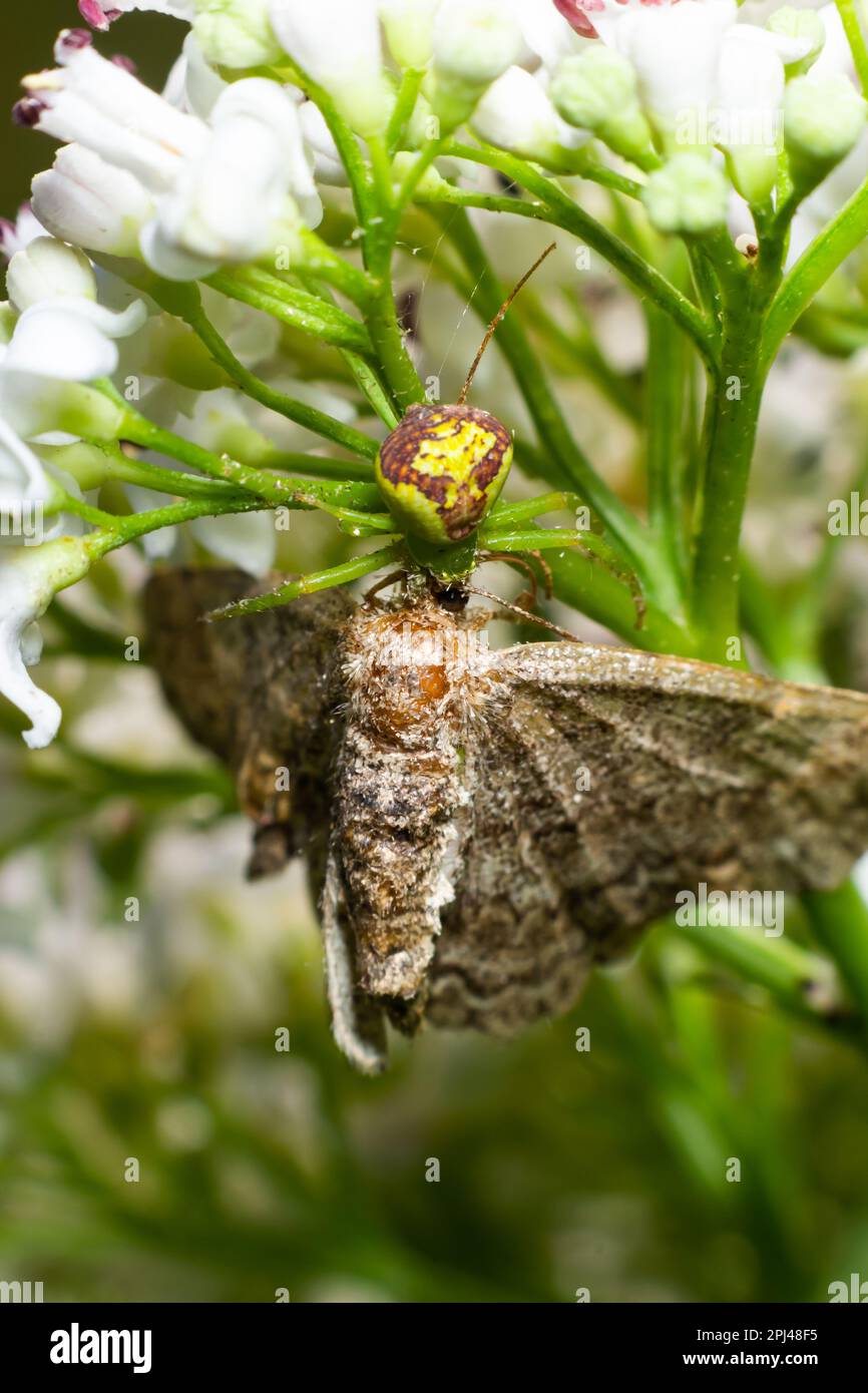 Goldenrod Crab Spider Misumena vatia su un fiore. Primo piano del ragno di granchio di fiore giallo Misumena vatia. Misumena vatia è una specie di ragno di granchio Foto Stock