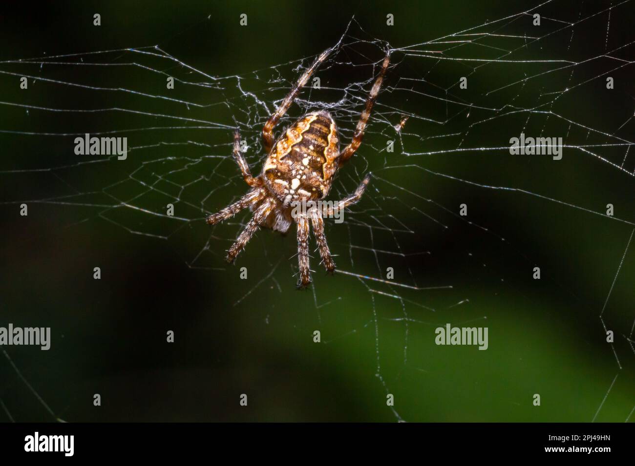 Primo piano di un ragno femminile di croce giardino europeo Araneus diadematus nel web. Foto Stock