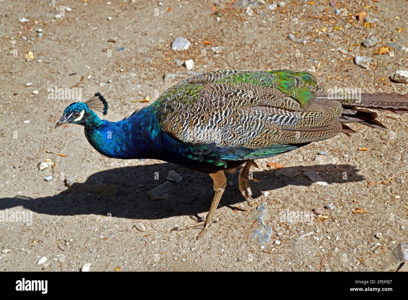 Turchia, Provincia di Mugla, Bodrum (ex Halikarnassos): Pavone indiano (Pavo cristato), nel terreno di San Castello di Pietro. Foto Stock