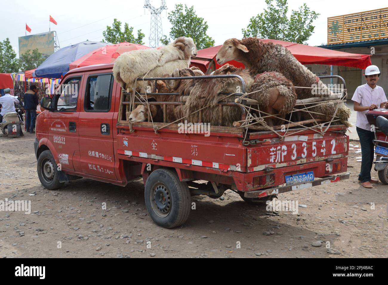 Repubblica popolare Cinese, Provincia di Xinjiang, Kashgar, il mercato domenicale: Un carico di pecore dalla coda grassa in partenza per casa. Foto Stock