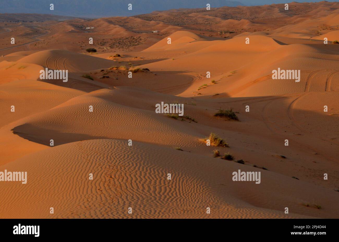 Oman, al Wasil Desert Camp, Wahiba Sands: Dune di sabbia alla luce del tardo pomeriggio. Foto Stock