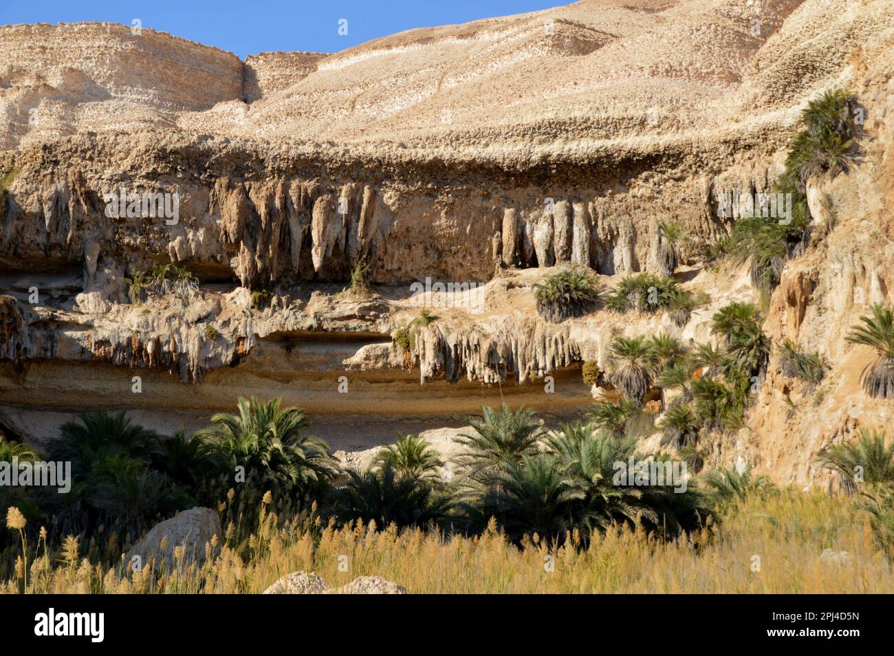 Oman: Un'oasi a Wadi Shuwaymiyah, la piscina sostenuta da scogliere calcaree con bizzarre stalattiti e grotte e frange di palme. Foto Stock