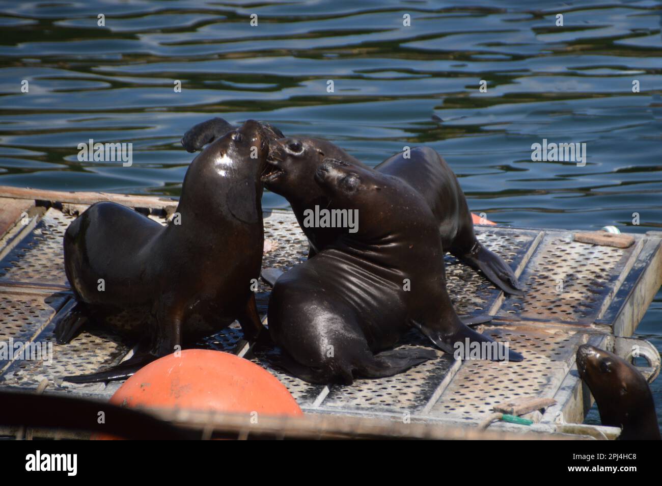 Cile. Valdivia: Leoni marini sudamericani (Otaria flavescens). Foto Stock