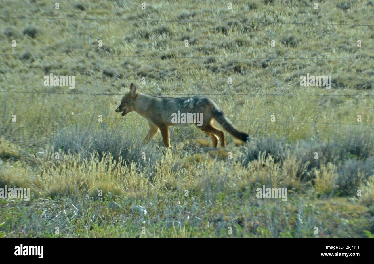 Argentina, El Calafate: Cupeo/Zorro Cupeo/volpe andina (Lycalopex culpaeus) Foto Stock