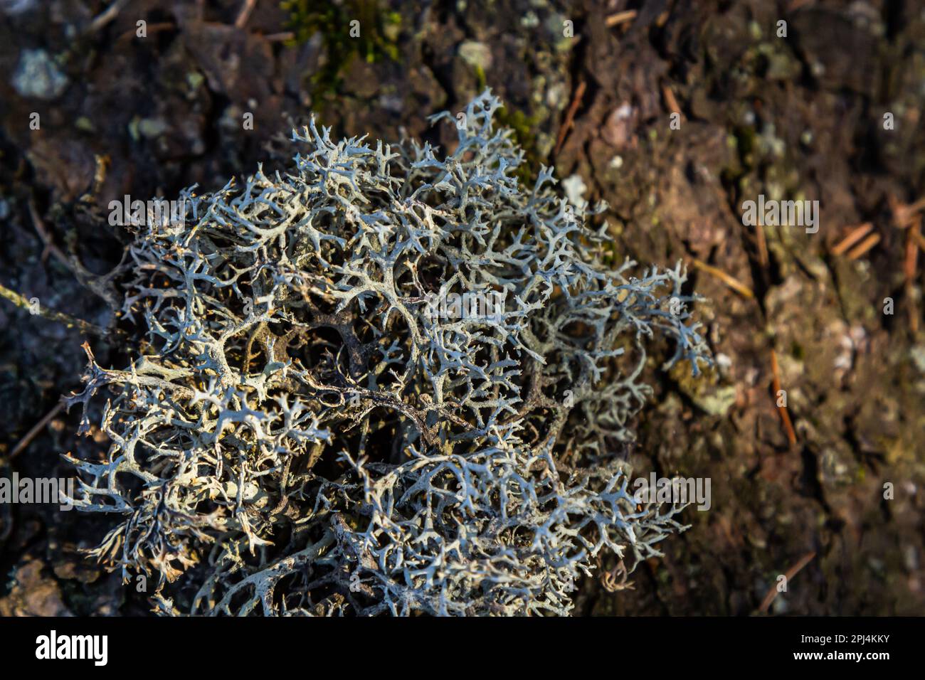 Una vista ravvicinata della Cladonia rangiferina, nota anche come lichen di renna. Foto Stock