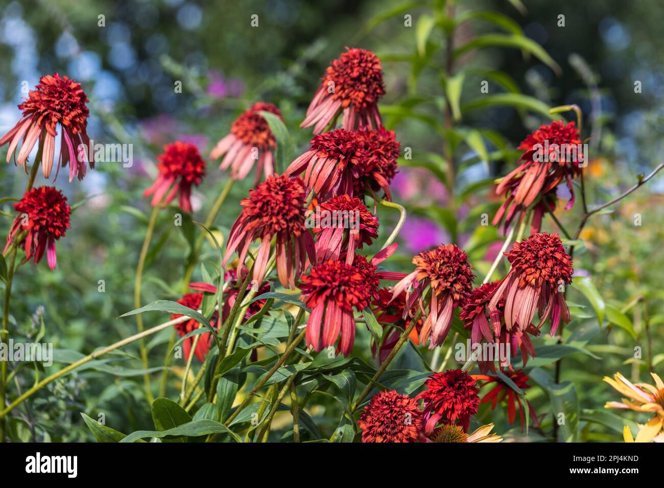 Primo piano di una testa di fiore di Papaya calda di Echinacea Foto Stock