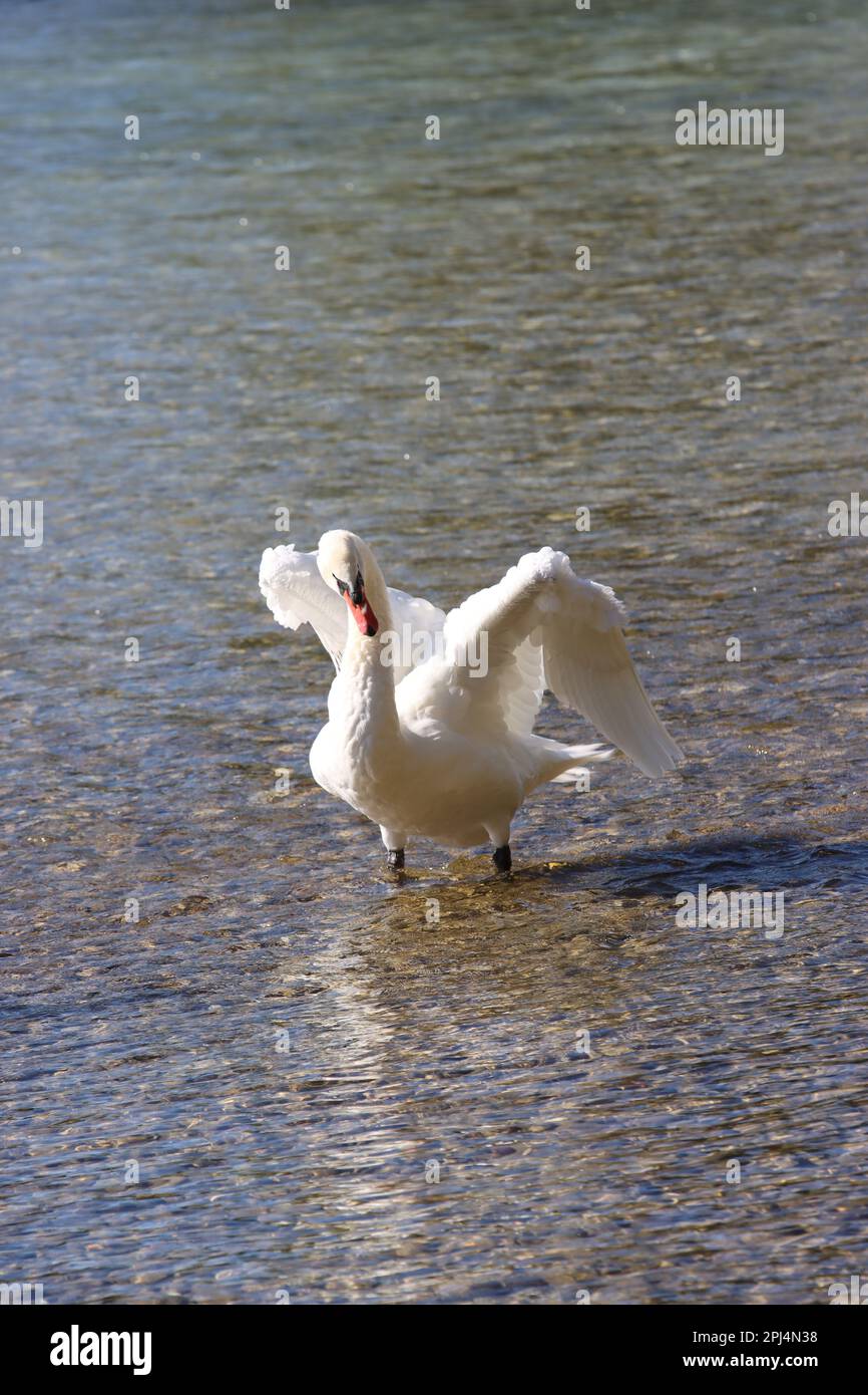 cigno di nuoto Foto Stock