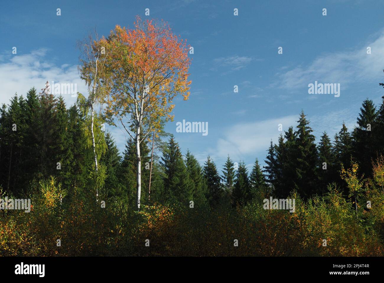 Bosco di abete rosso con un asino di quaking di colore autunnale in primo piano Foto Stock