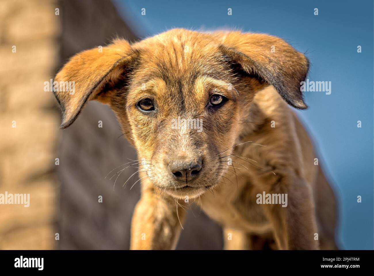 Carino potrait sangue misto cucciolo con un viso carino, guardando la fotocamera Foto Stock