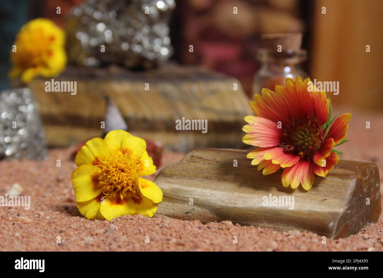 Fiori gialli con legno pietrificato e cristalli sulla sabbia rossa australiana Foto Stock