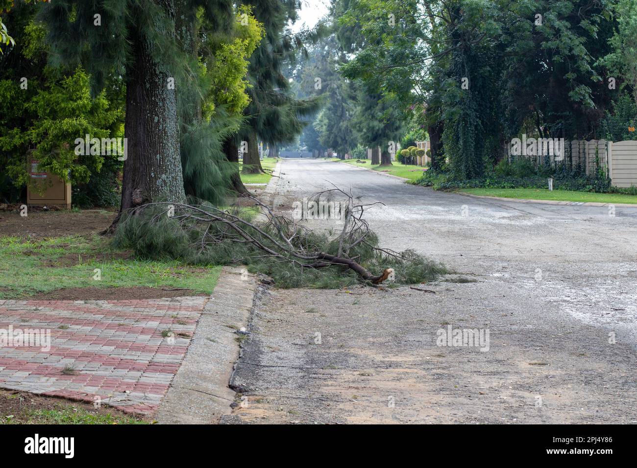 Un ramo rotto da un albero nella strada dopo una tempesta Foto Stock