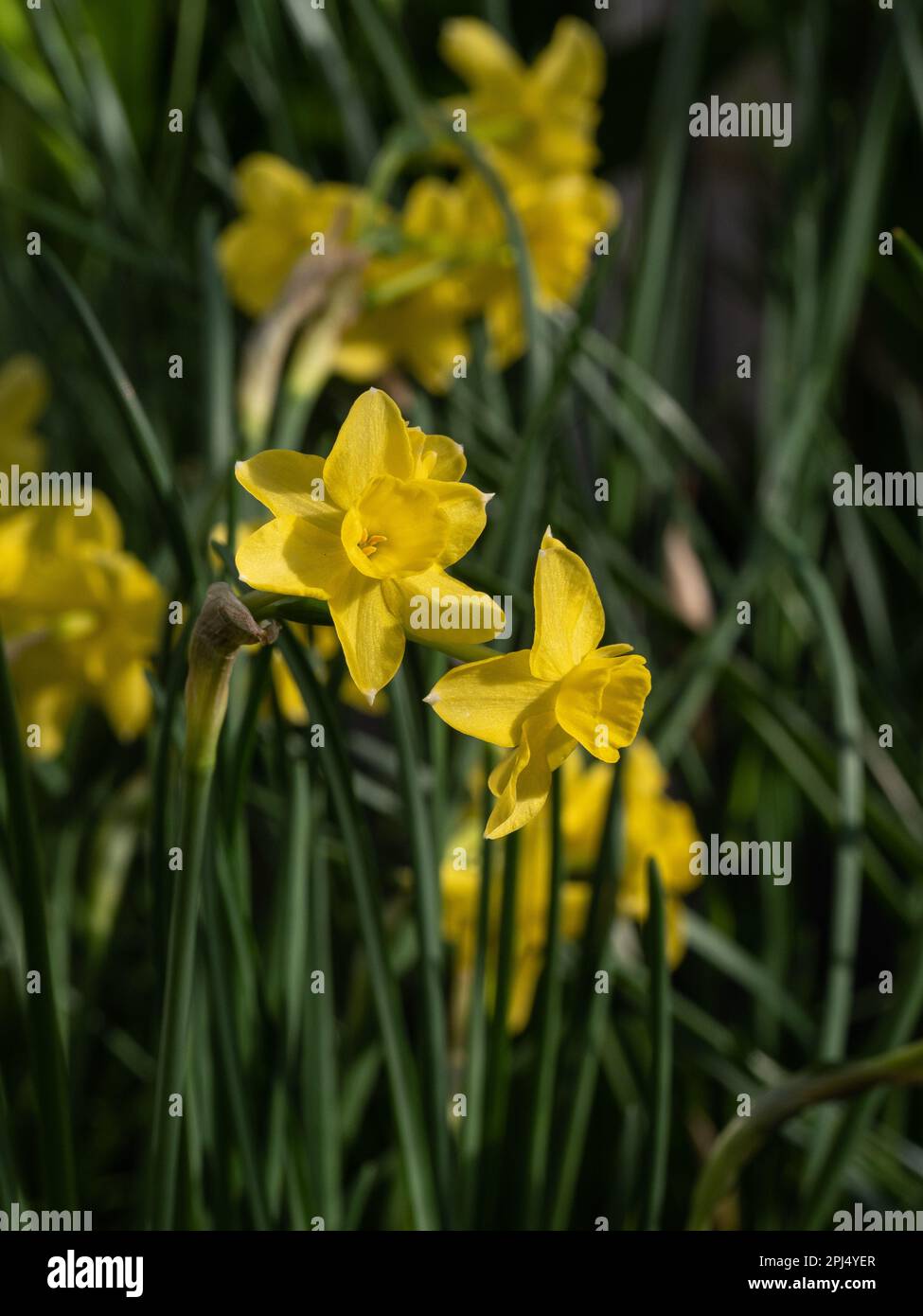 Un gruppo di fiori e fogliame del narciso narcissus' Sabrosa Foto Stock