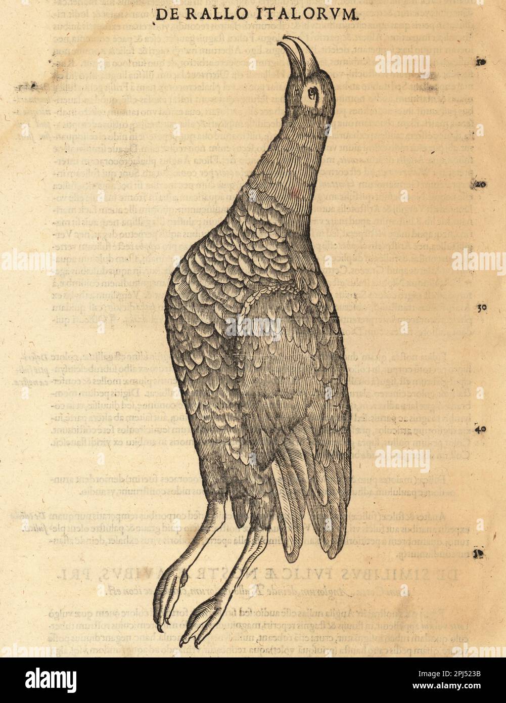 Early Italian Explorers Ratto Specie di ferrovia, eventualmente di ferrovia, Rallus aquaticus ...