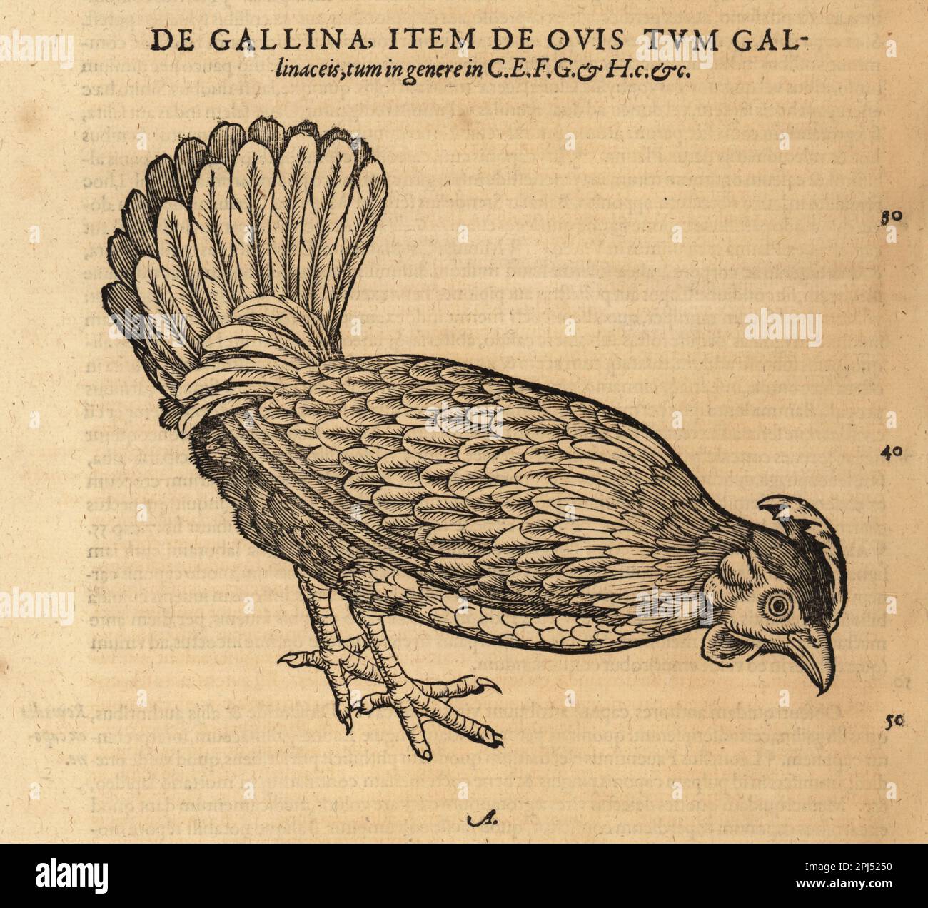 Pollo o gallina, Gallus domestica. De Gallina, Gallus gallinaceus. Incisione del legno dopo un'illustrazione di Lucas Schan e Conrad Gessner da Historiae Animalium di Conrad Gessner, De avium natura, (Storia naturale degli animali: Uccelli), Francoforte, Wechel per Cambier, 1585. Foto Stock