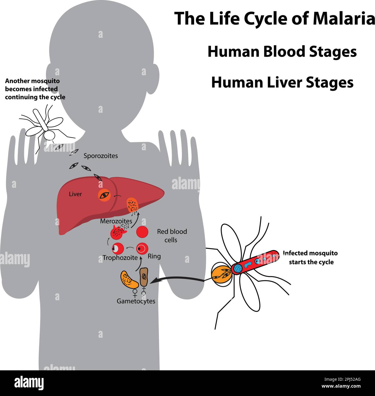 Ciclo di vita del parassita della malaria, stadi del sangue umano e stadi del fegato umano Illustrazione Vettoriale