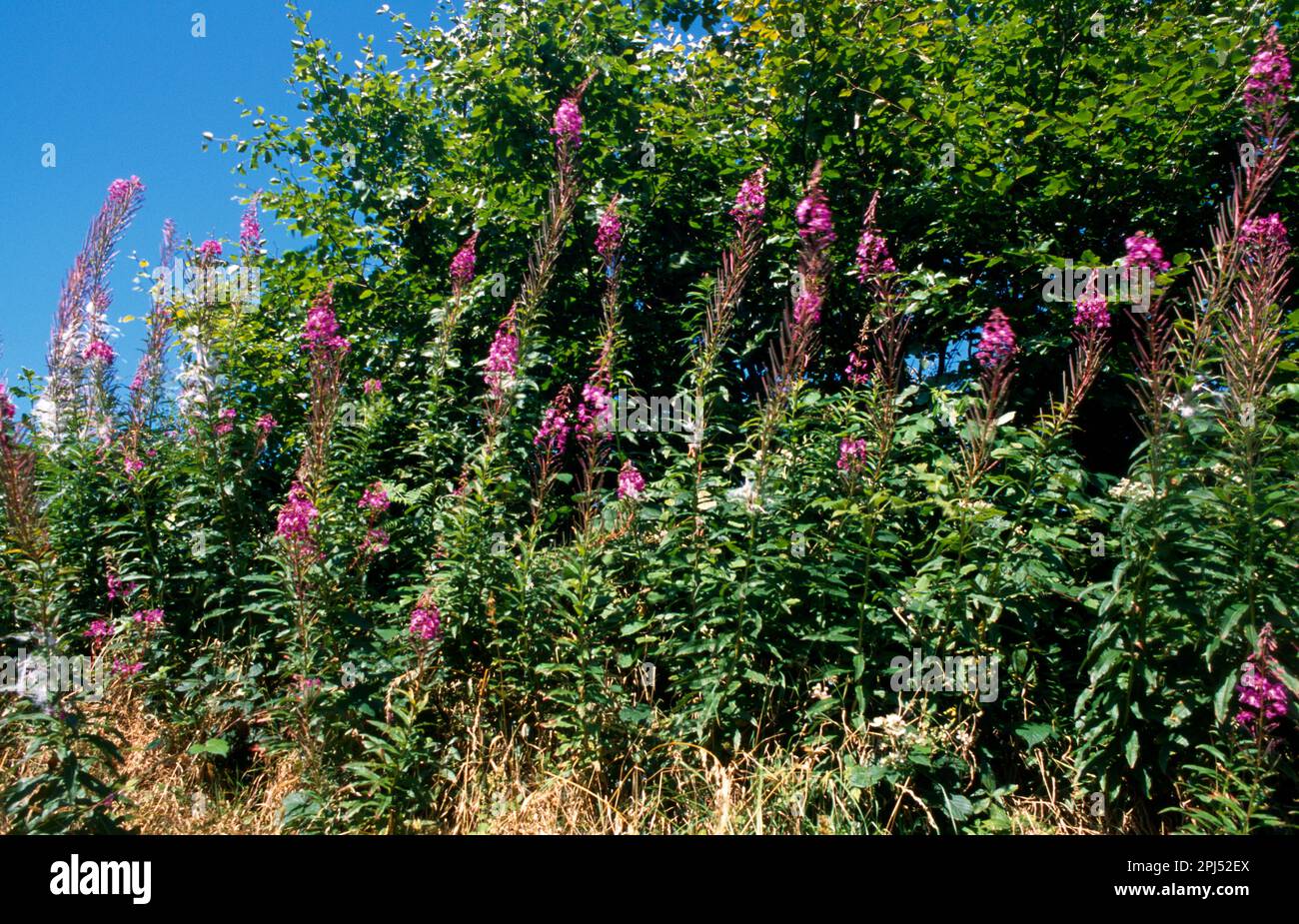 Exmoor Somerset Inghilterra Fiori selvatici Rose Bay Willow Herb Foto Stock