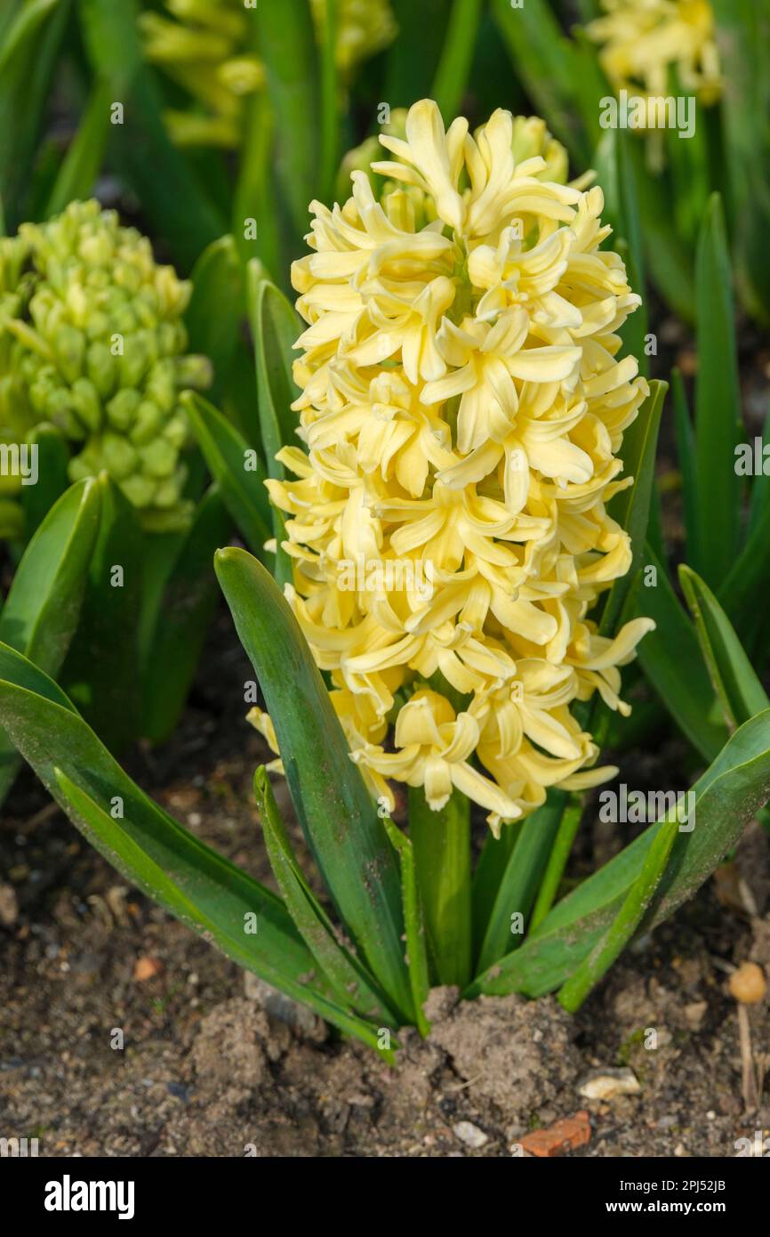 Hyacinthus Bon Bini, Hyacinthus orientalis Bon Bini, giallo giacinto Foto Stock