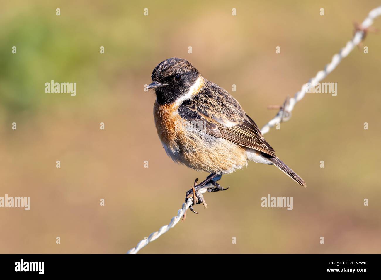 European Stonechat (Saxicola rubicola) on a wire recinto, Maiorca, Isole Baleari, Spagna, Europa Foto Stock