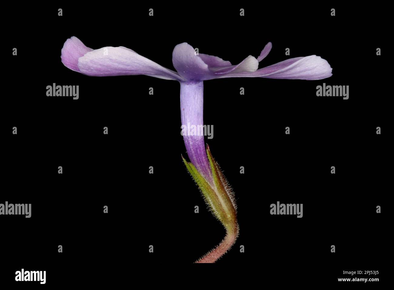 Phlox strisciante (Phlox subulata). Fiore Closeup Foto Stock