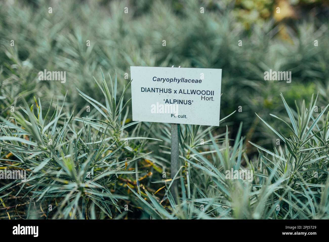 Dianthus fiore alpino piantato in un giardino roccioso. Primo piano della pianta del giardino roccioso. Foto Stock