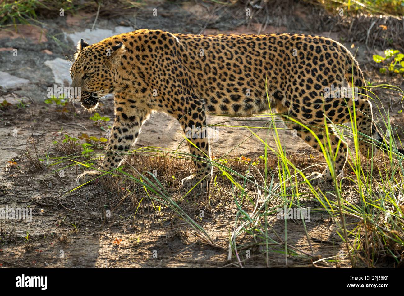 wild femmina leopardo o pantera o panthera pardus profilo laterale a piedi in inverno sera foresta safari jhalana leopard riserva jaipur rajasthan india Foto Stock