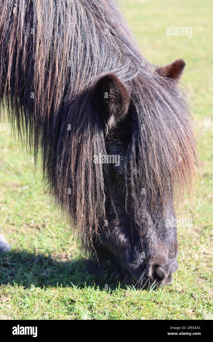 Pony delle Shetland pascolo pacificamente al sole primaverile in un campo erboso Foto Stock