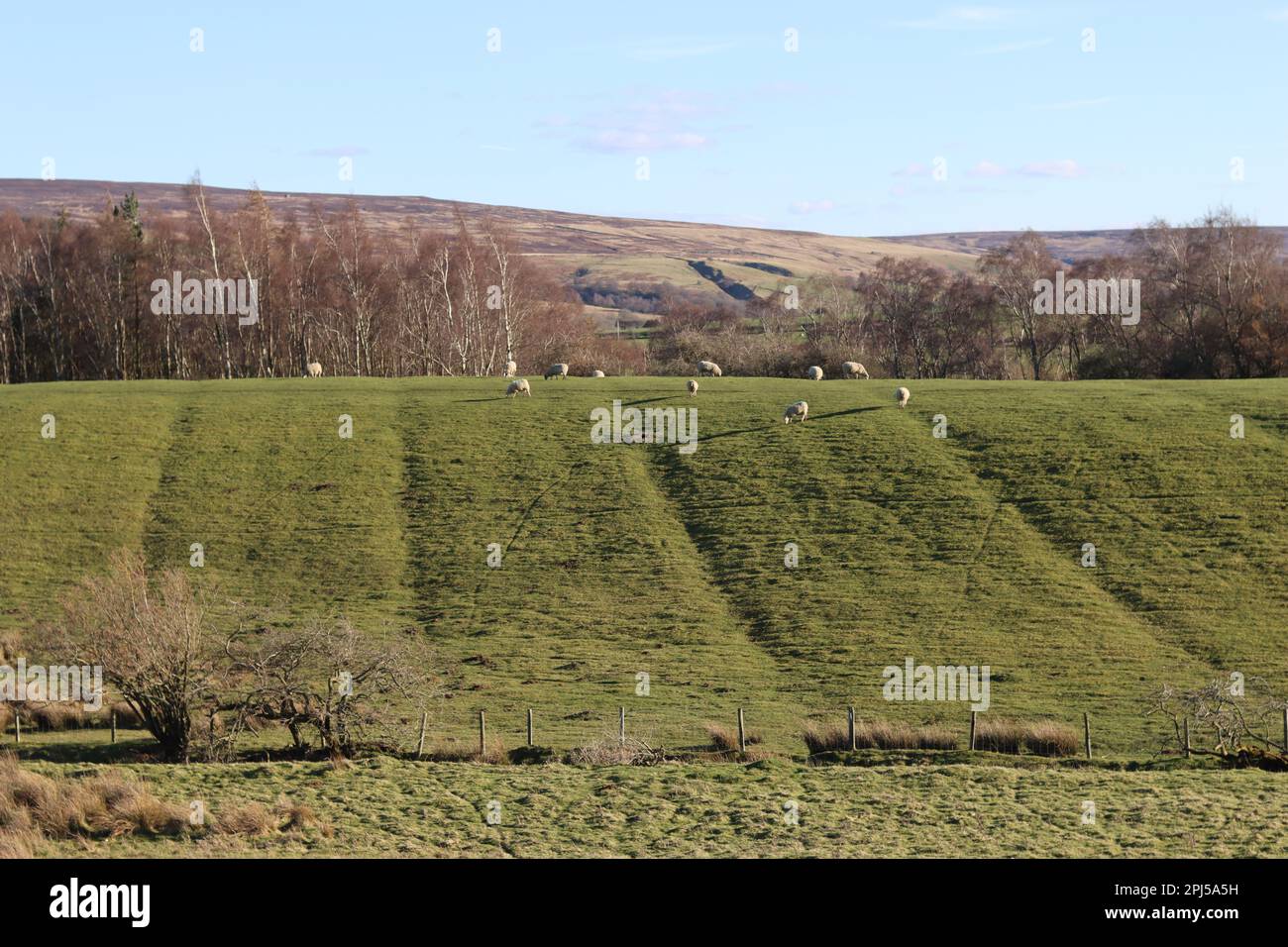 Pecore che pascolano in un campo verde con cresta limpida e solchi Foto Stock