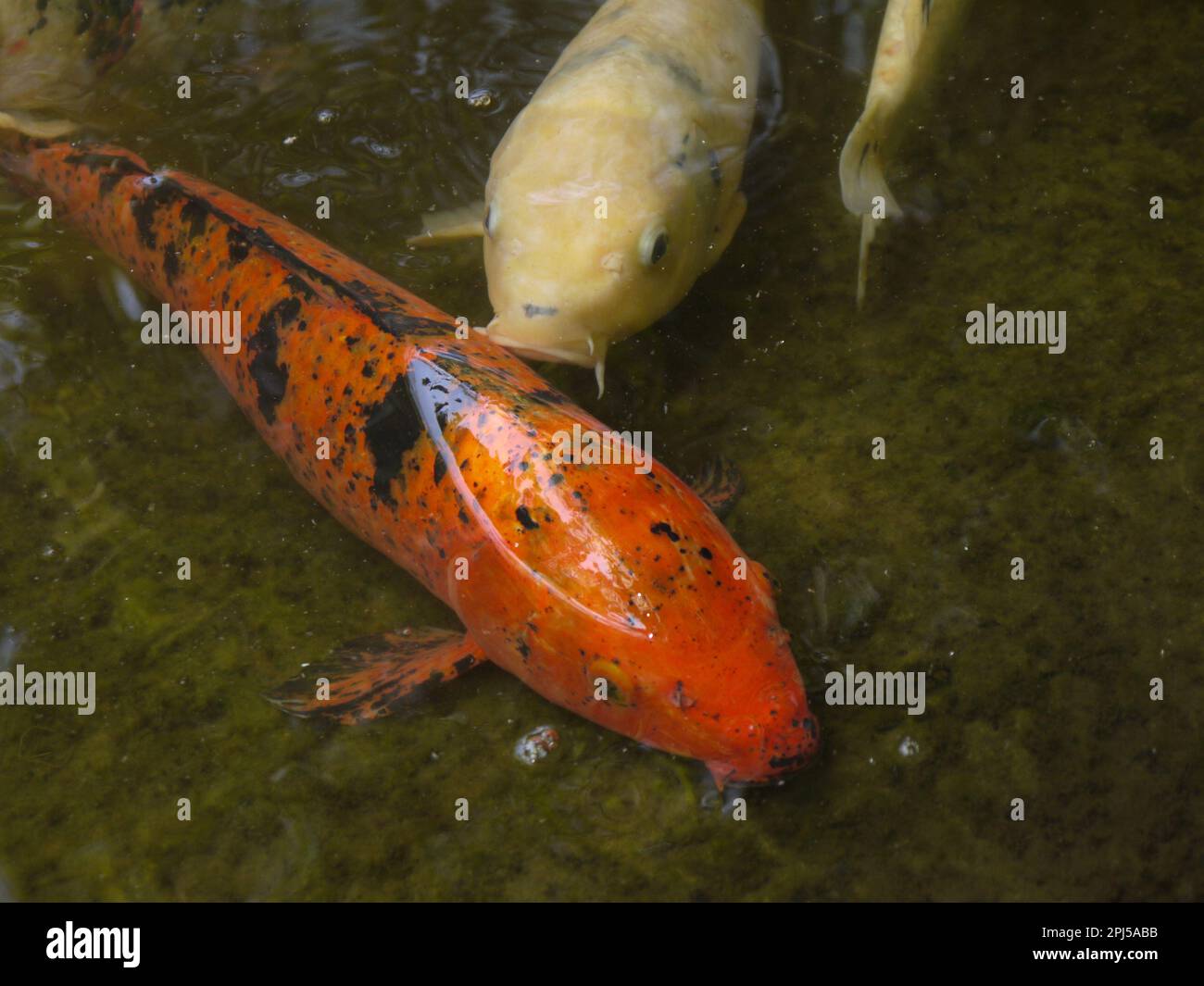 Koi negli stagni del giglio ai Giardini Botanici di Huntington, San Marino Foto Stock