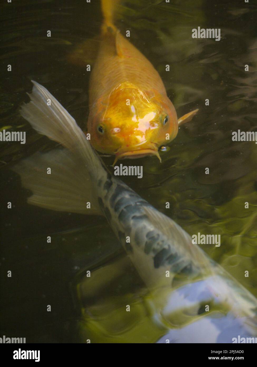 Koi negli stagni del giglio ai Giardini Botanici di Huntington, San Marino Foto Stock