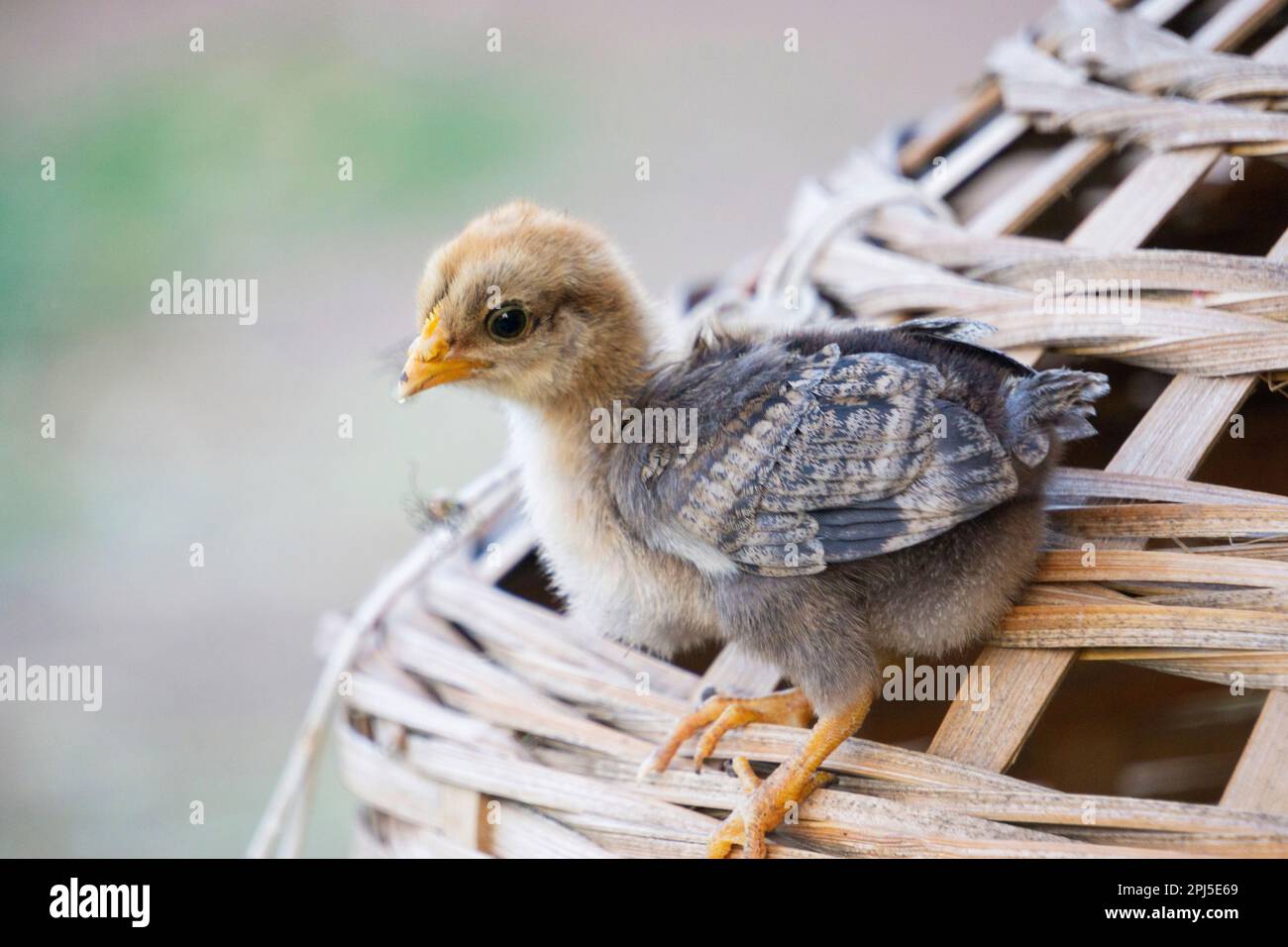 Piccolo pulcino di gallina, gallus gallus domesticus, Satara, Maharashtra, India Foto Stock