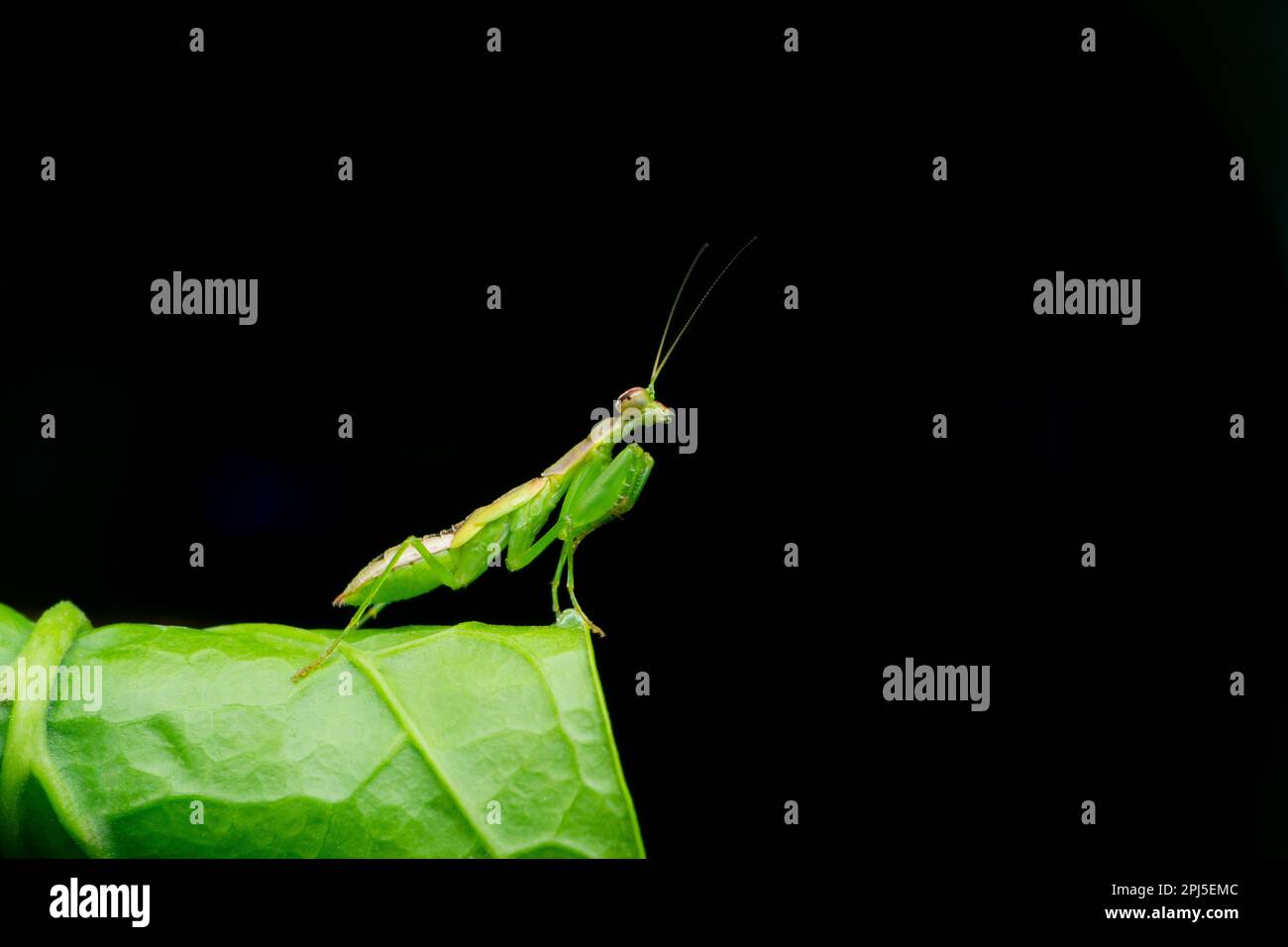 Mantis fiore verde, euantissa pulchra, Satara, Maharashtra, India Foto Stock