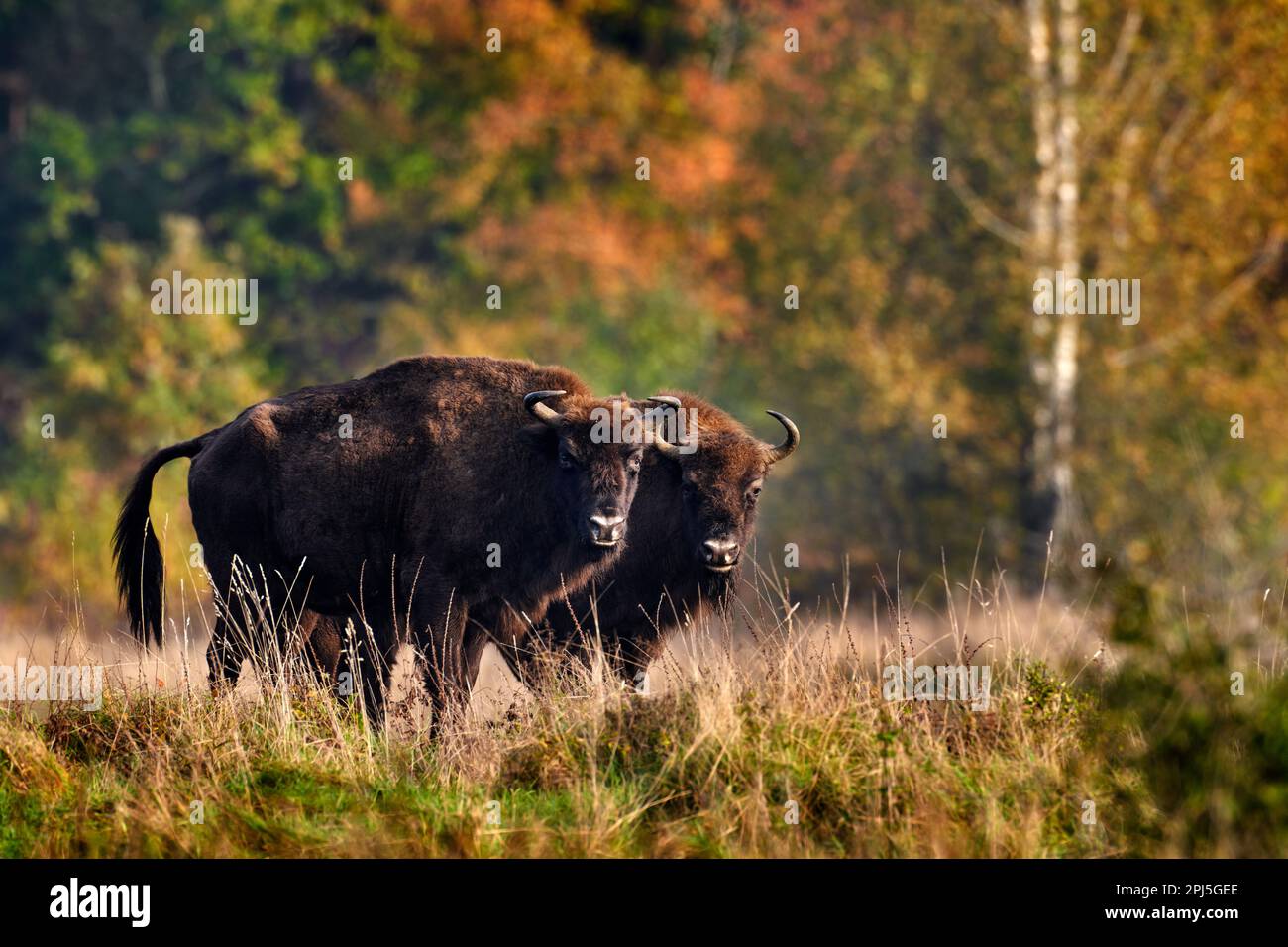 Fauna selvatica in Europa. Mandria di bisonti nella foresta autunnale, scena soleggiata con grande animale marrone nell'habitat naturale, foglie gialle sugli alberi, Bialowieza N Foto Stock
